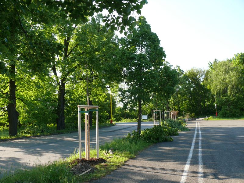Vysázená zeleň