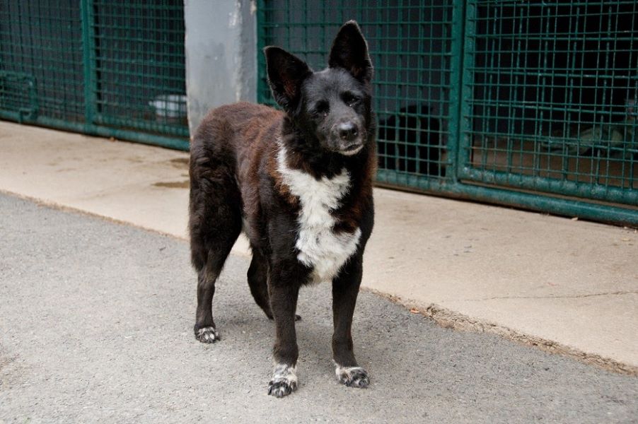 Krajská veterinární správa nedostatky v lazeckém psím útulku neodhalila - Bobina