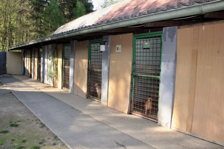 Krajská veterinární správa nedostatky v lazeckém psím útulku neodhalila - IMG_2960