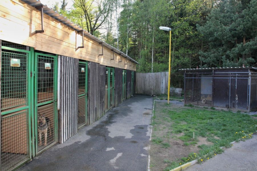Krajská veterinární správa nedostatky v lazeckém psím útulku neodhalila - IMG_2963