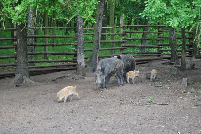 Ve Skorotíně nedaleko Příbrami byla otevřena obora Farmářský chov, podívat se může přijít kdokoliv - 4