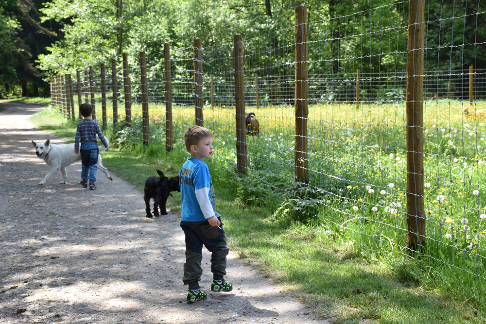 Přijďte se do lesoparku Litavka podívat na zvířata, ale nekrmte je - 03%20lesopark