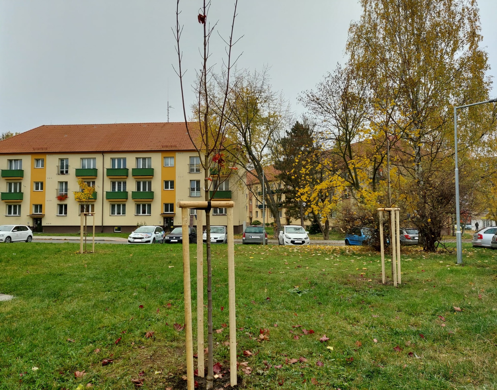 V ulici Gen. Kholla probíhá náhradní výsadba zeleně - 231102
