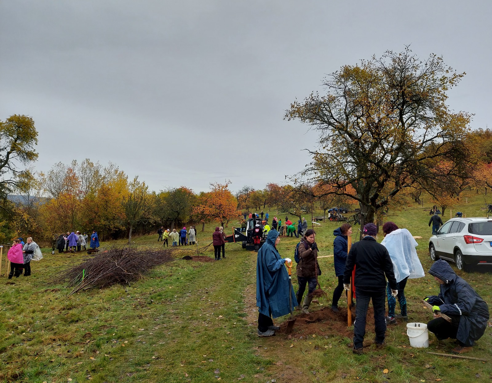 Bylo vysazeno 140 ovocných stromů - 231103-1
