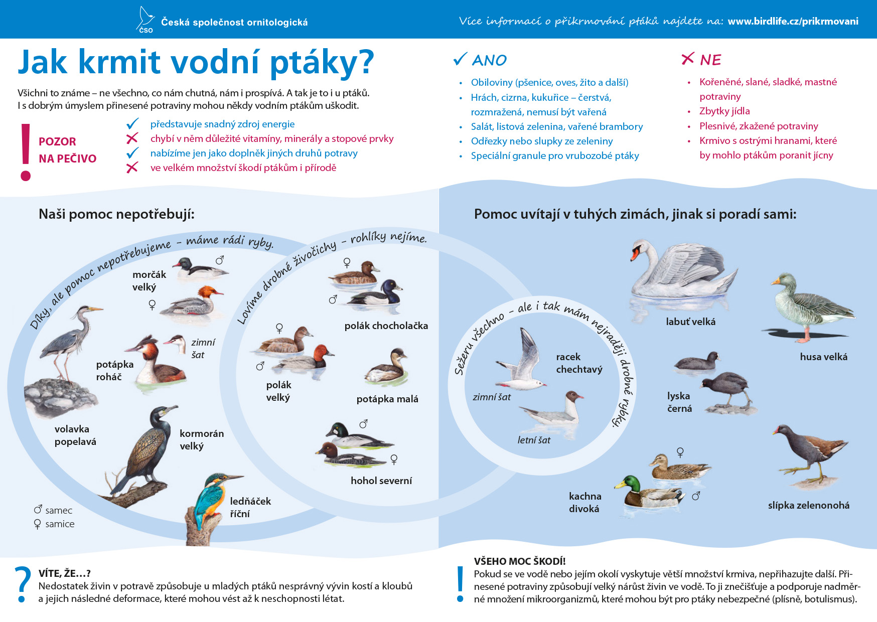 Jak správně krmit vodní ptáky - Jak-krmit-vodn%C3%AD-pt%C3%A1ky