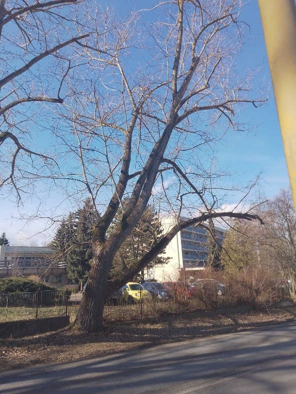 Informace o kácených dřevinách - obr6