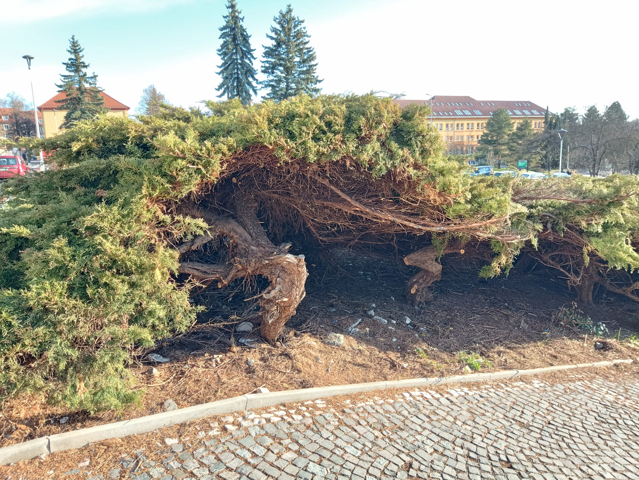 Zeleň před kulturním domem projde proměnou